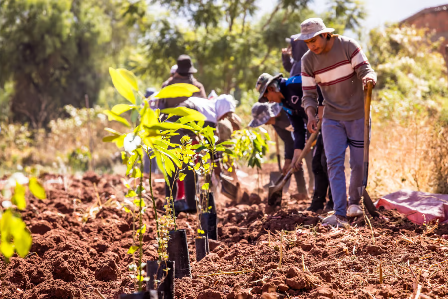 Trees for All Forest